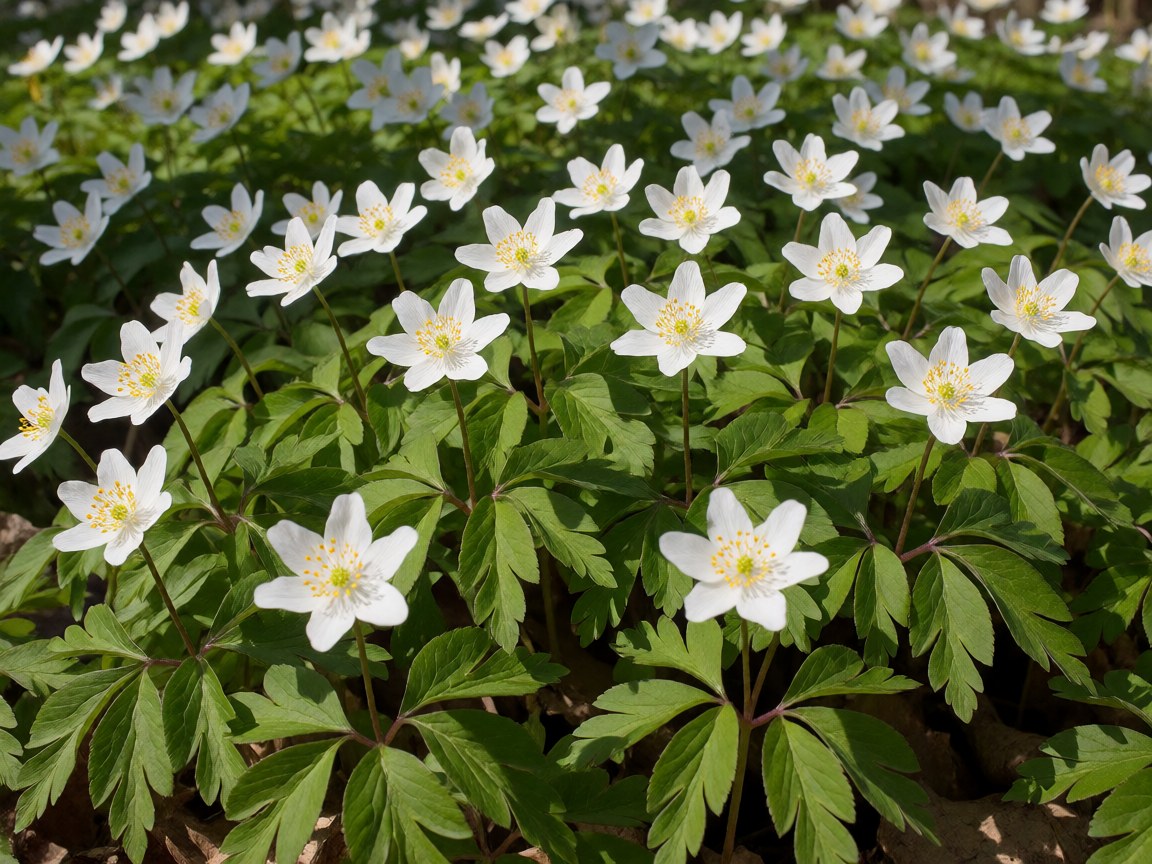 Anemone nemorosa | Wood Anemone