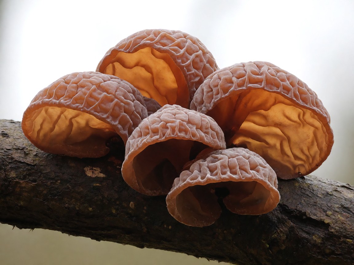 Auricularia auricula-judae | Jelly Ear