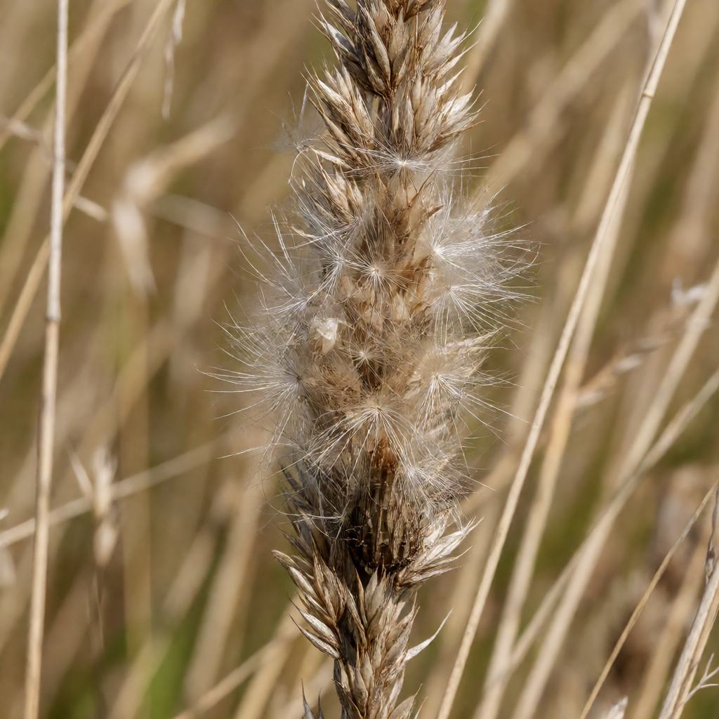 Food of the Common Linnet