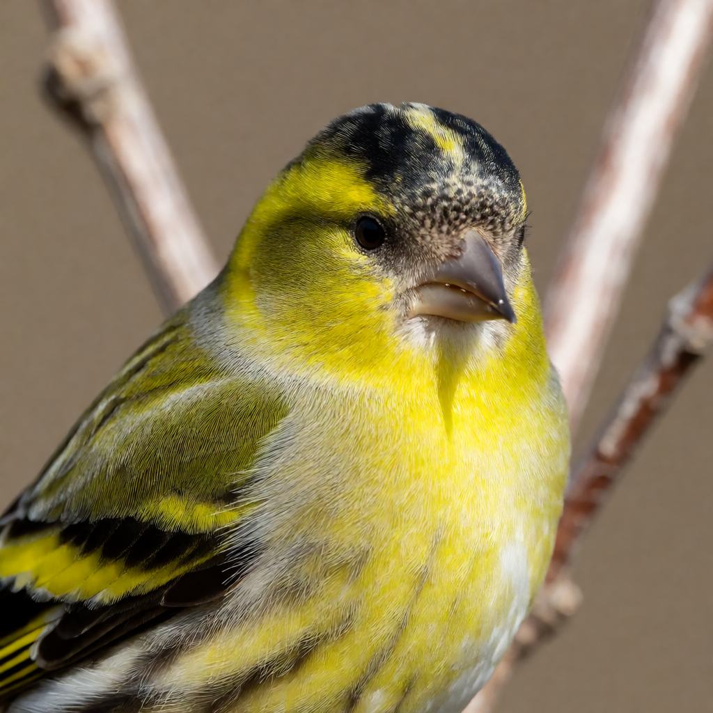 Male Eurasian siskin hanging on a conifer cone, black crown, yellow-green body