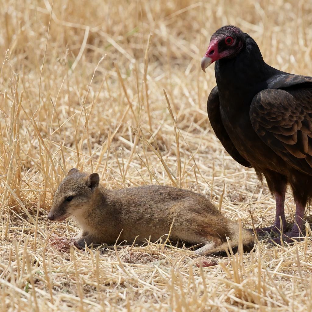 Food of the Turkey Vulture