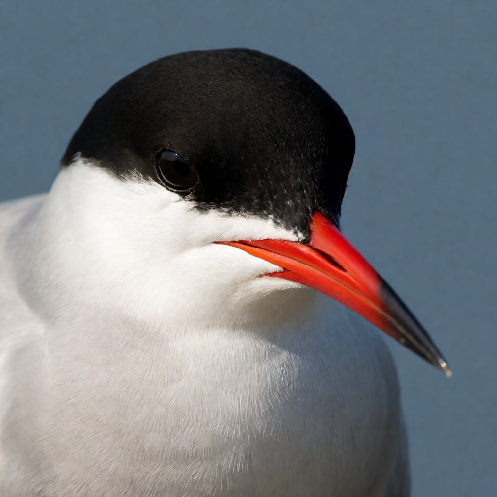 Common tern hovering over the sea, pale grey wings with a white trailing edge, black cap, long red bill with a black tip and a deeply forked tail