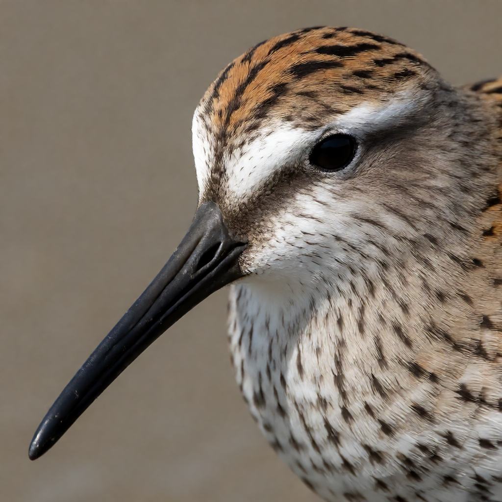 Dunlin in breeding plumage standing on wet mud, rufous and black-streaked back and a large black patch covering the lower breast and belly