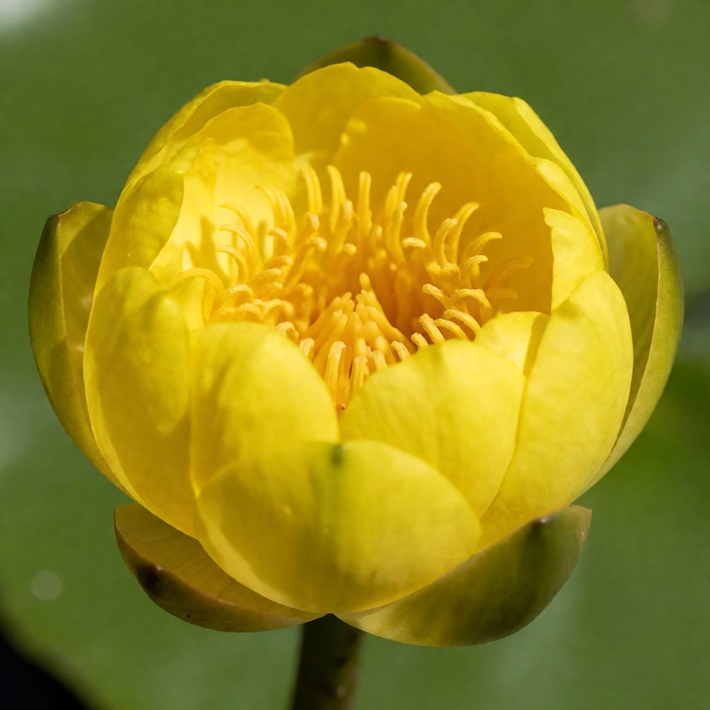 Close-up of a yellow water-lily flower showing the rounded globe of thick yellow sepals and the stamens inside