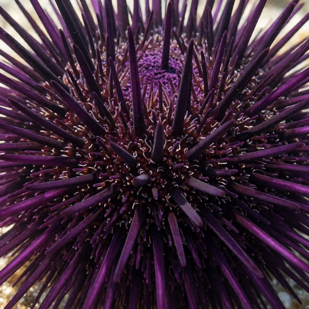 Close-up of a purple sea urchin showing the dense forest of deep purple spines and the thin tube feet reaching out between them