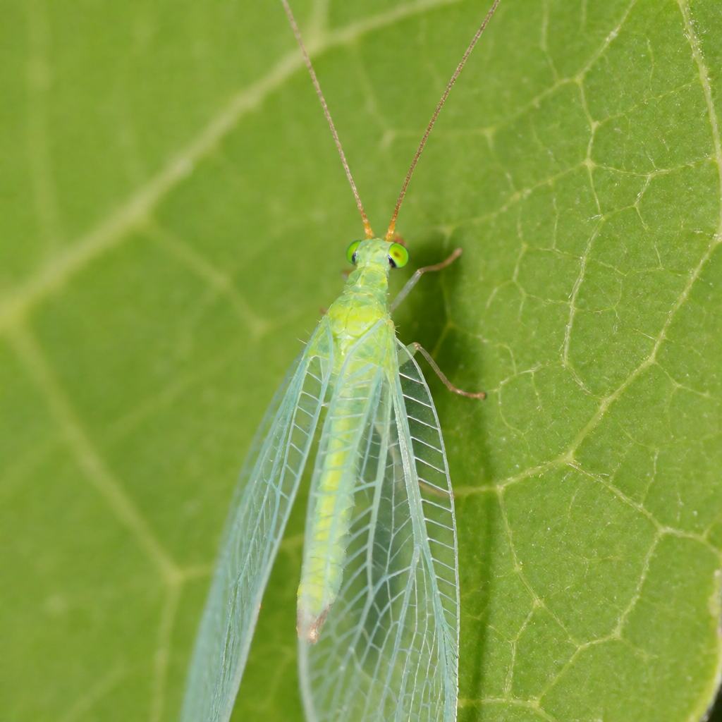 Close-up of a green lacewing showing the two long fine thread-like antennae, the large eyes and the clear green-tinted wings held roof-like over the back