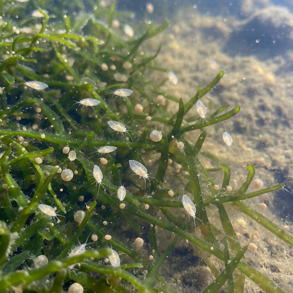 Food of the Common Hydra