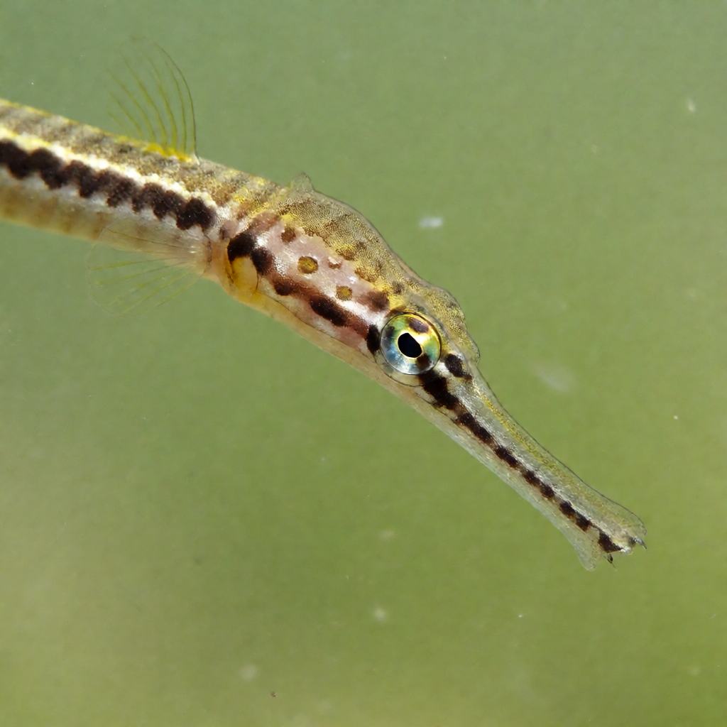 Close-up of a Straight-nosed Pipefish among eelgrass showing the long thin olive body, the straight tube snout and the pale eggs glued to the belly