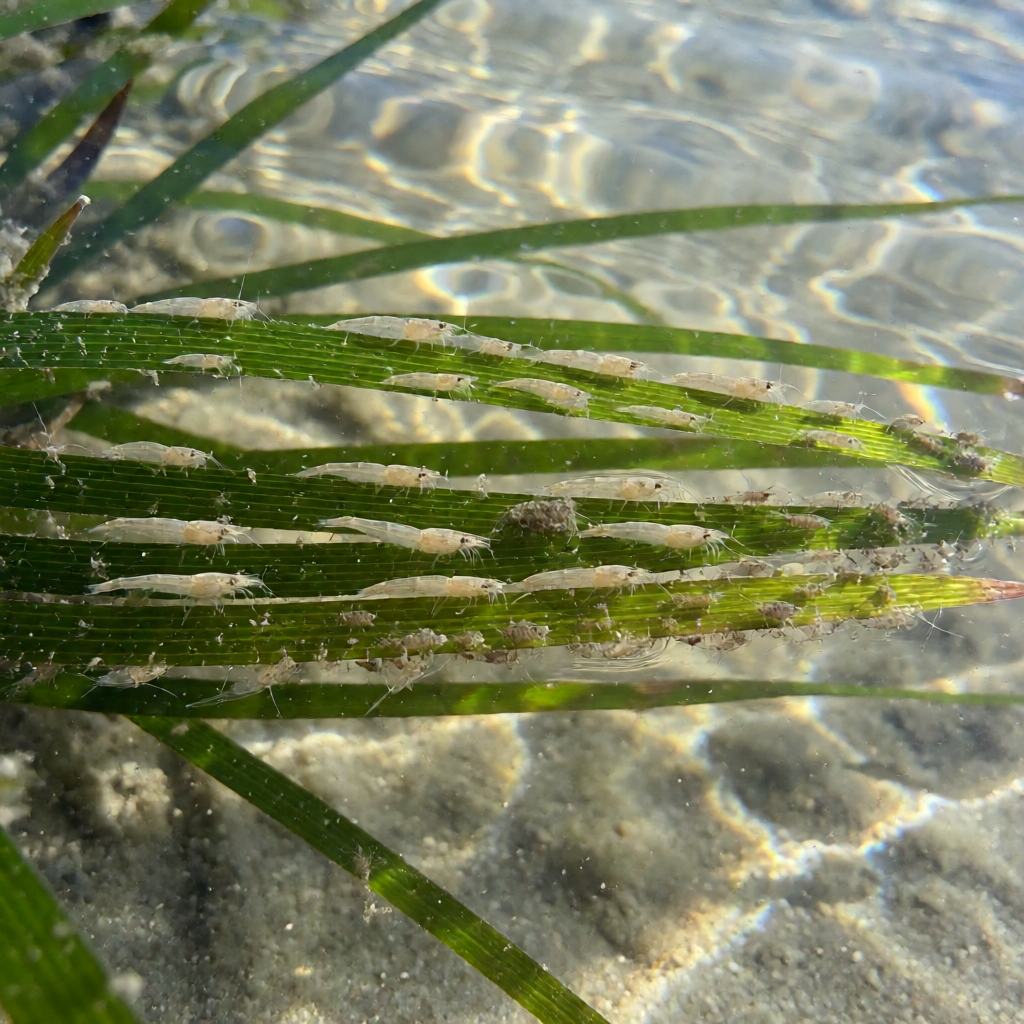 Food of the Straight-nosed Pipefish