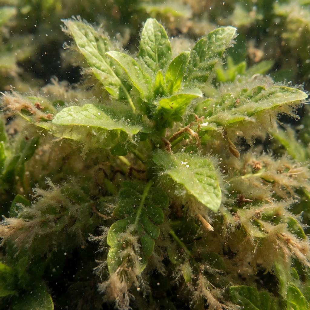 Food of the Pond Olive