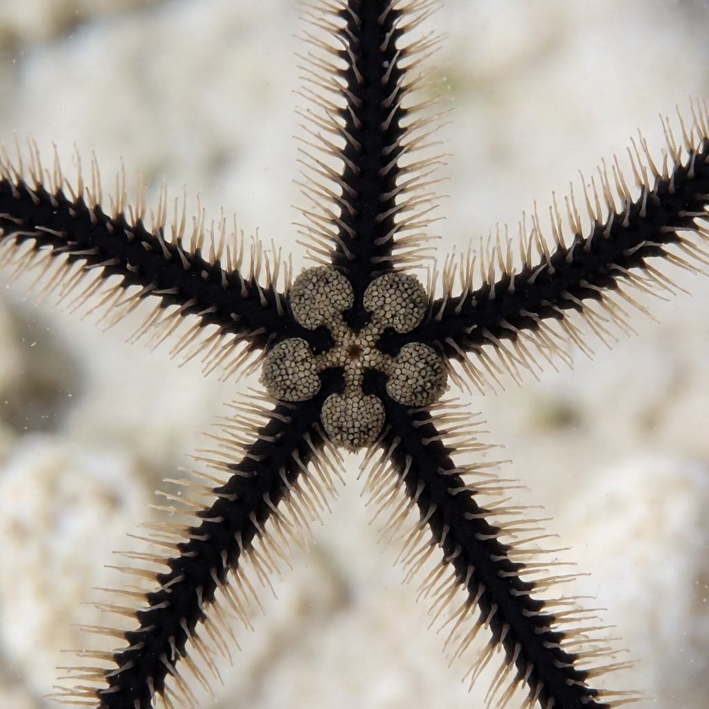 Close-up of a Black Brittle Star on a rock showing the small grainy disc, the 5 long dark arms with pale combs of spines along both sides and the short tube feet between them