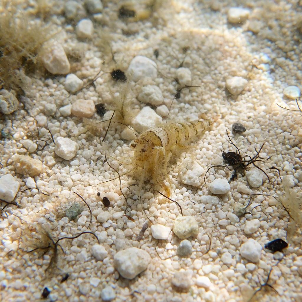 Food of the Black Brittle Star