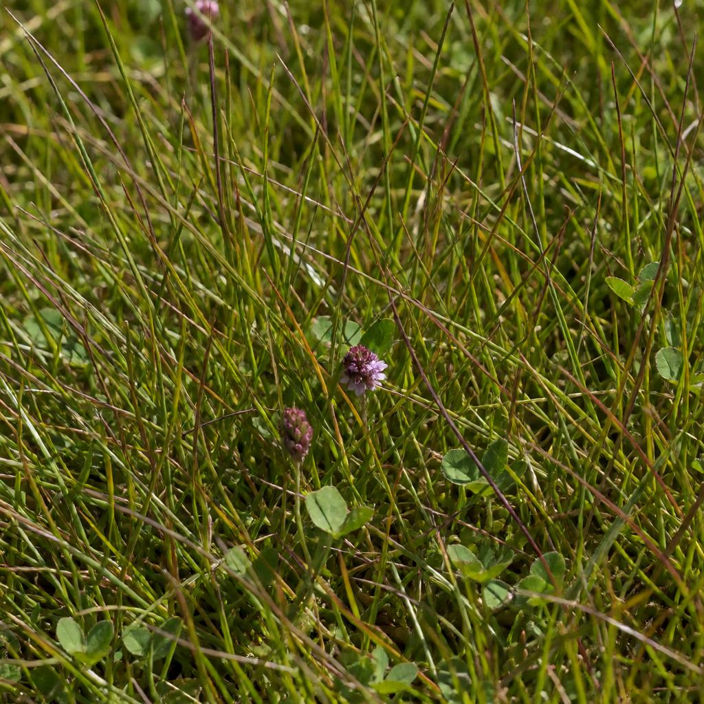 Food of the Scotch Argus