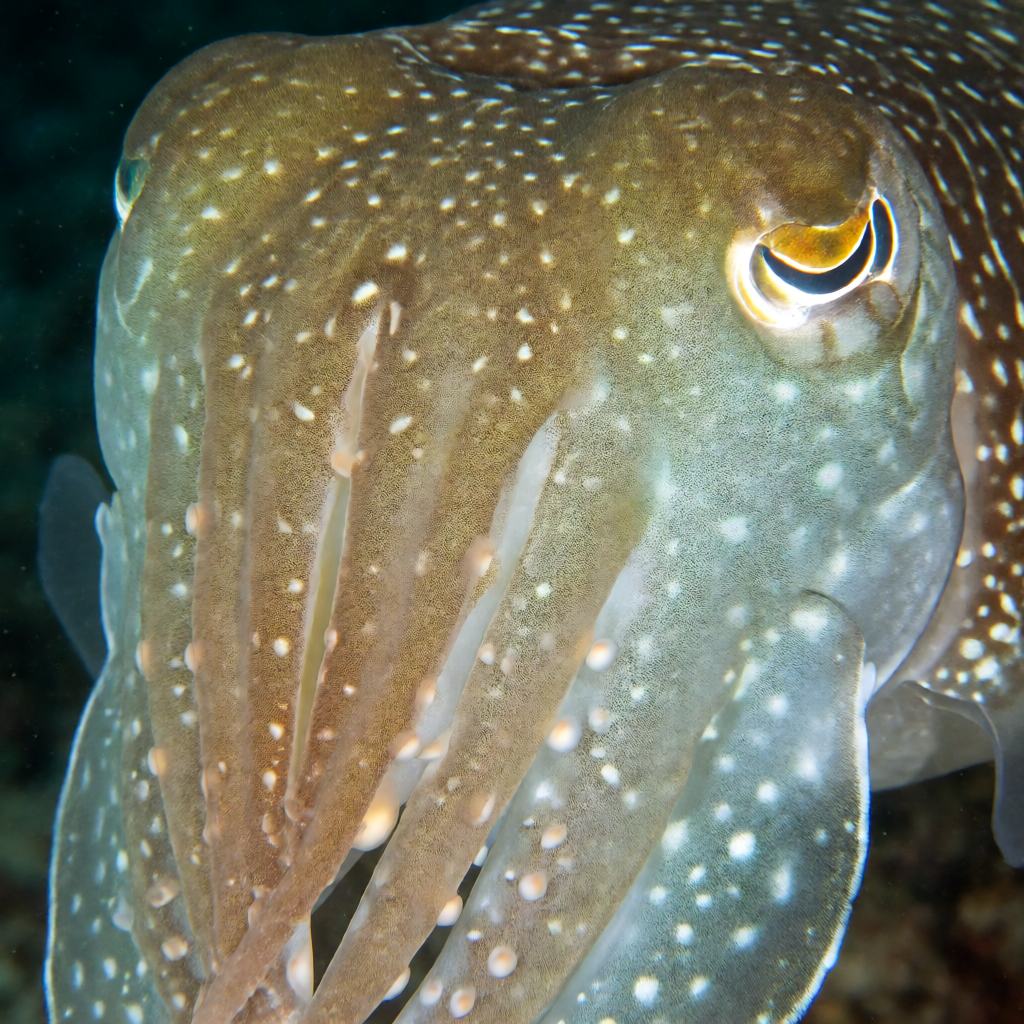 Close-up of the head of a broadclub cuttlefish showing the large W shaped pupil in a golden eye, the eight arms with rows of suckers and the fine skin texture with tiny colour cells