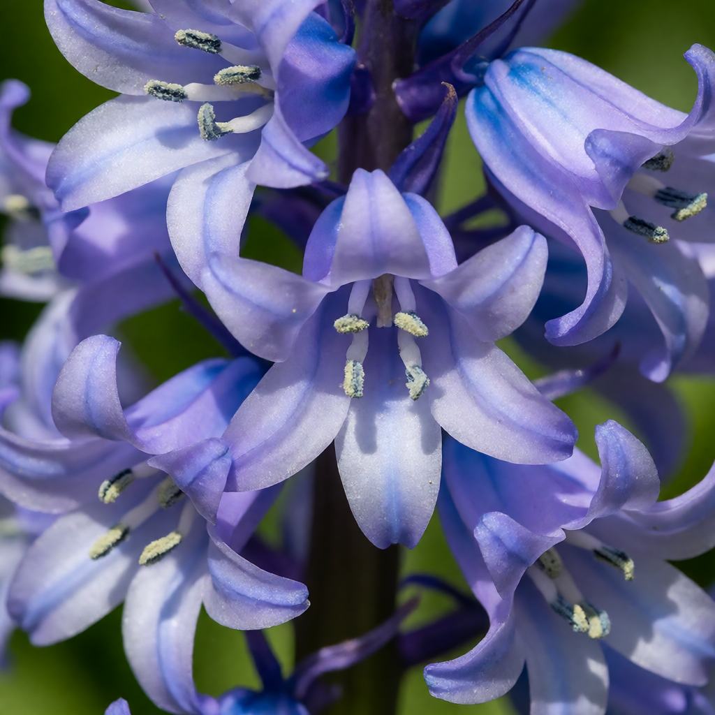 Close-up of Spanish Bluebells in spring showing the upright stems, the loose spike of open blue bell flowers and the broad glossy green strap shaped leaves