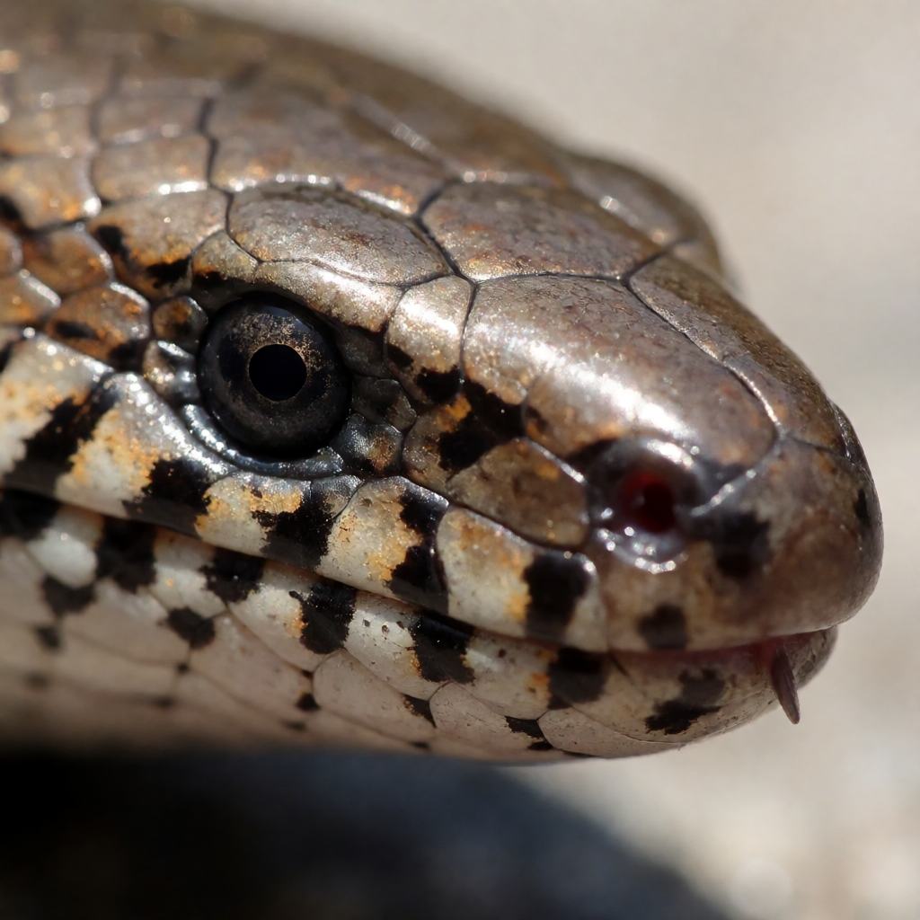 Close-up of the head of an eastern slow worm showing the small dark eye with a lid, the blunt snout, the smooth overlapping scales and the tiny ear opening