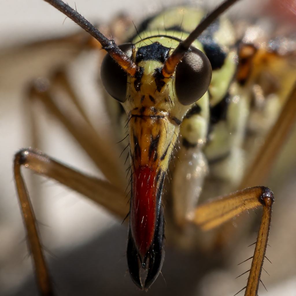Close-up of a scorpionfly showing the long downward-pointing beak, the dark eyes and the swollen upturned tail tip