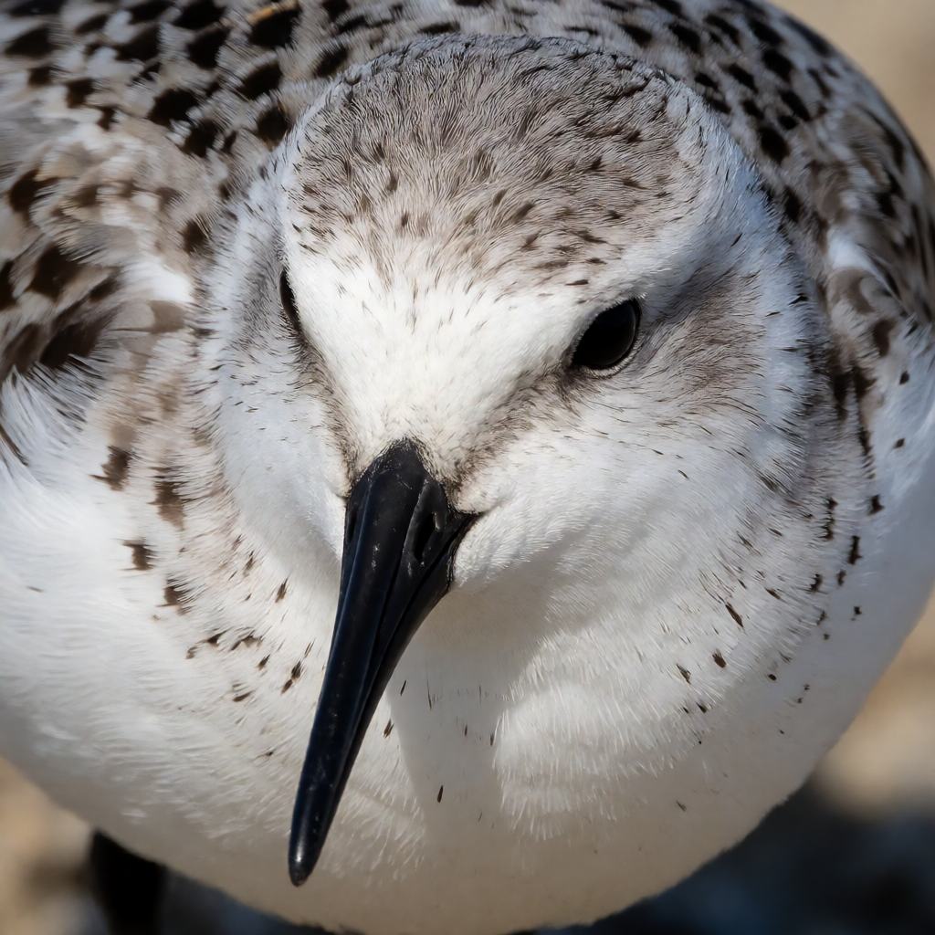 Close-up of a sanderling, showing the short straight black bill, pale speckled back and three toes