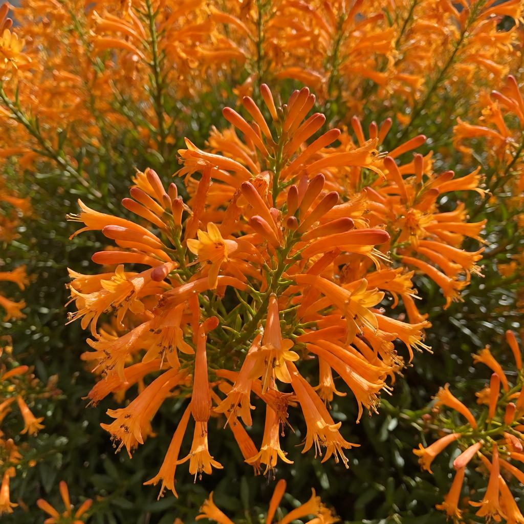 Food of the Palestine Sunbird