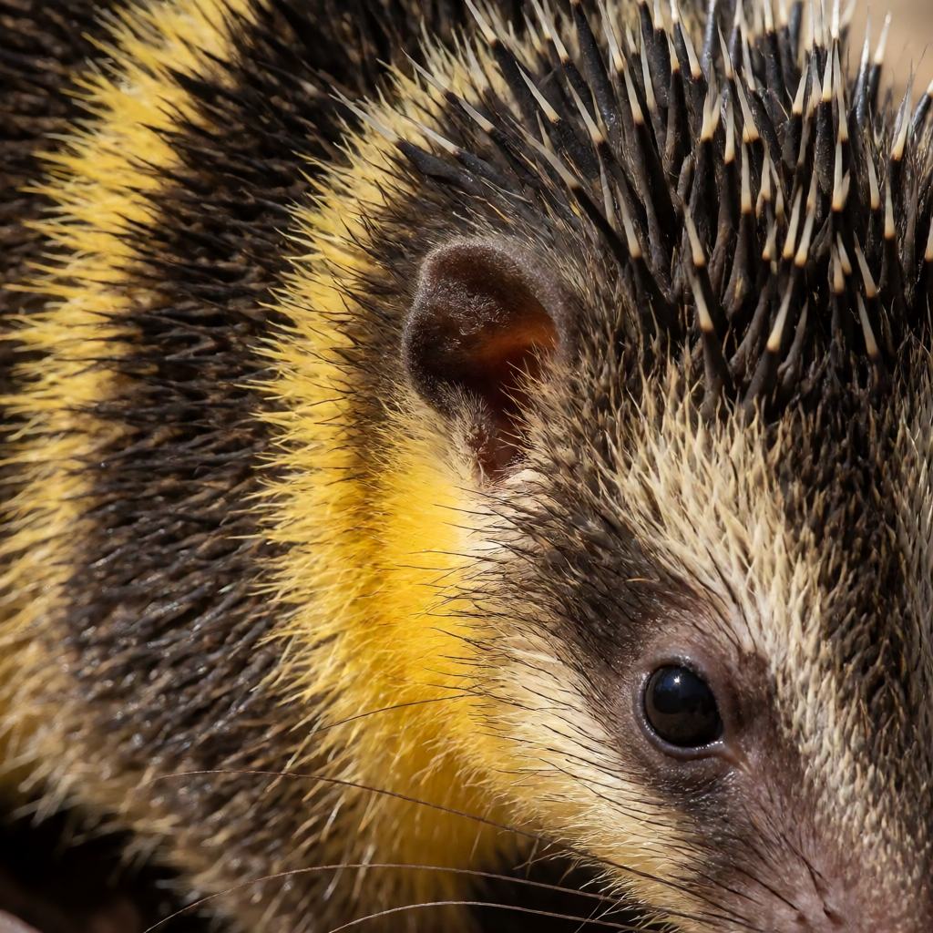 Close-up of a streaked tenrec, showing the yellow side stripe and the sharp spines among coarse fur
