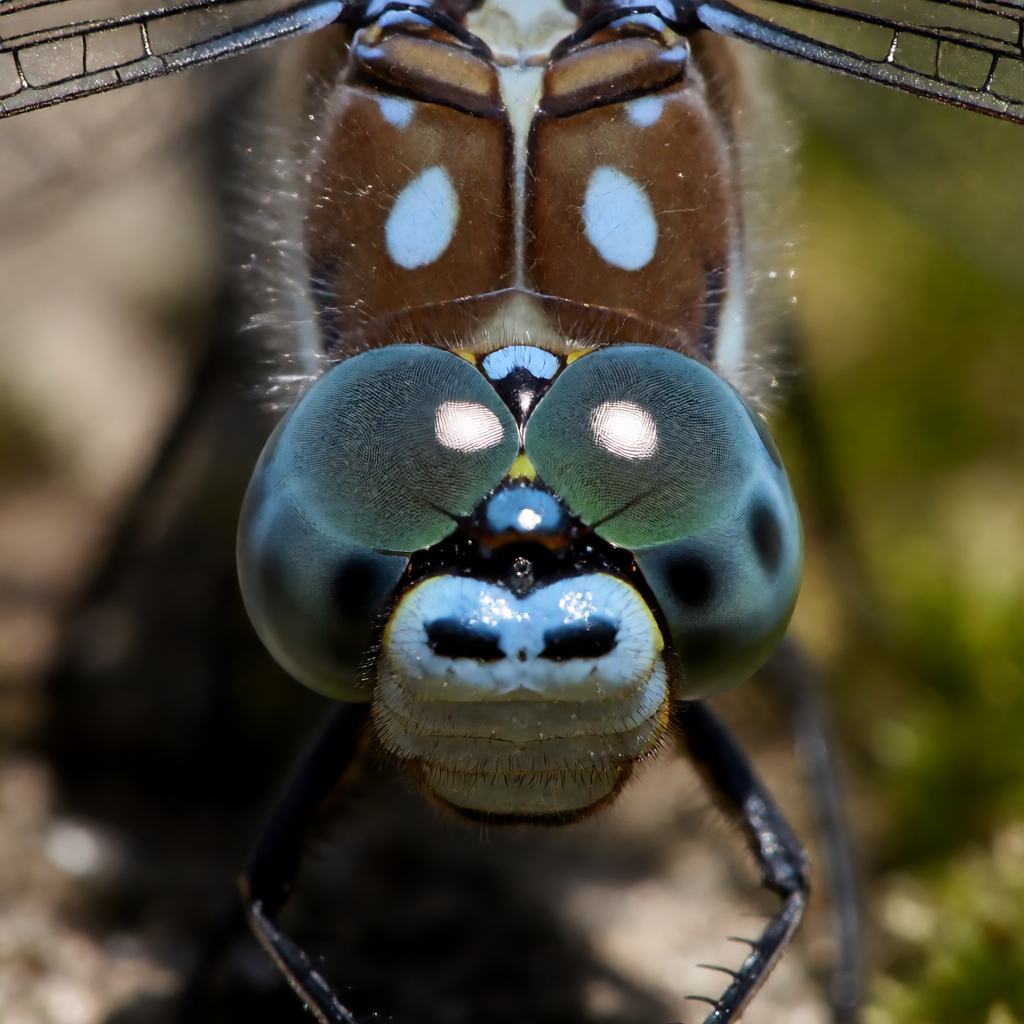 Close-up of a lesser emperor dragonfly, showing the blue-green eyes and the blue banded abdomen