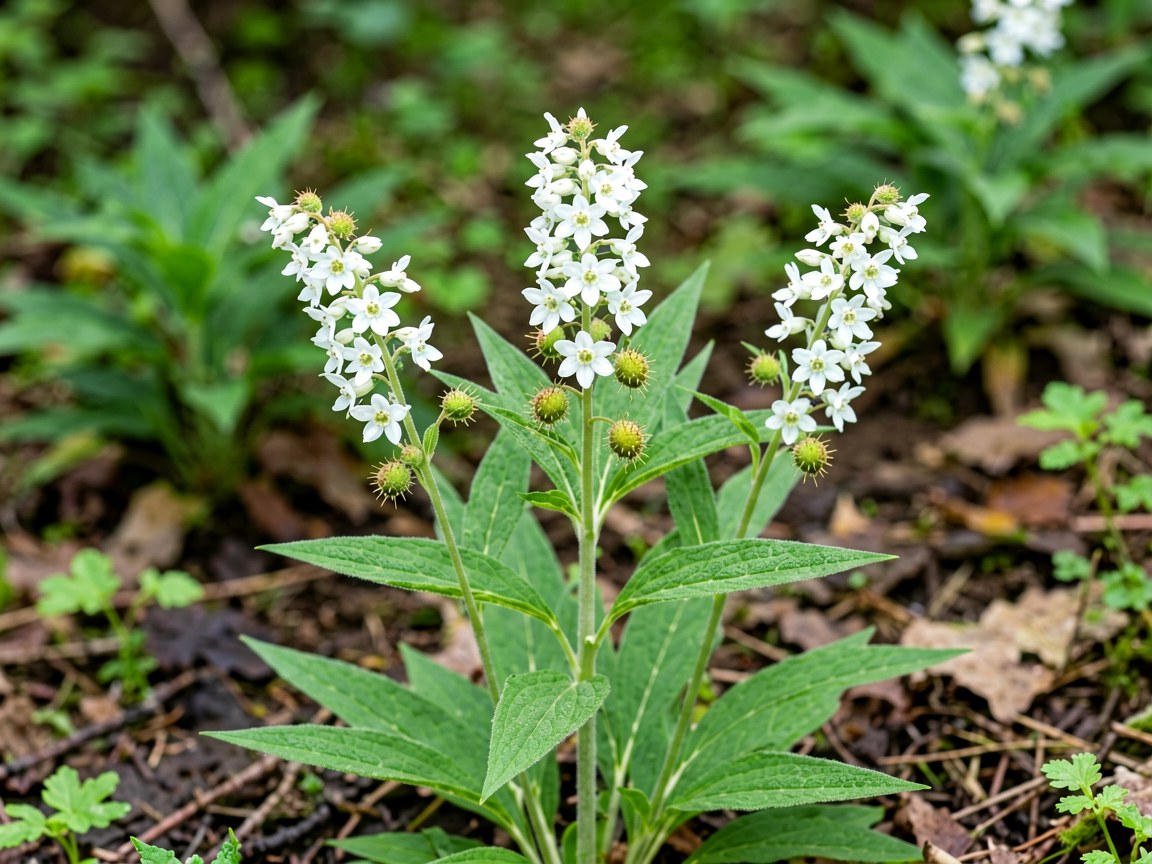 Circaea lutetiana | Enchanter's Nightshade