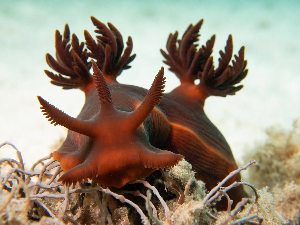 Dendronotus frondosus | Frond Nudibranch