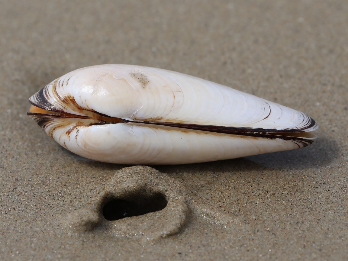 Ensis siliqua | Pod Razor