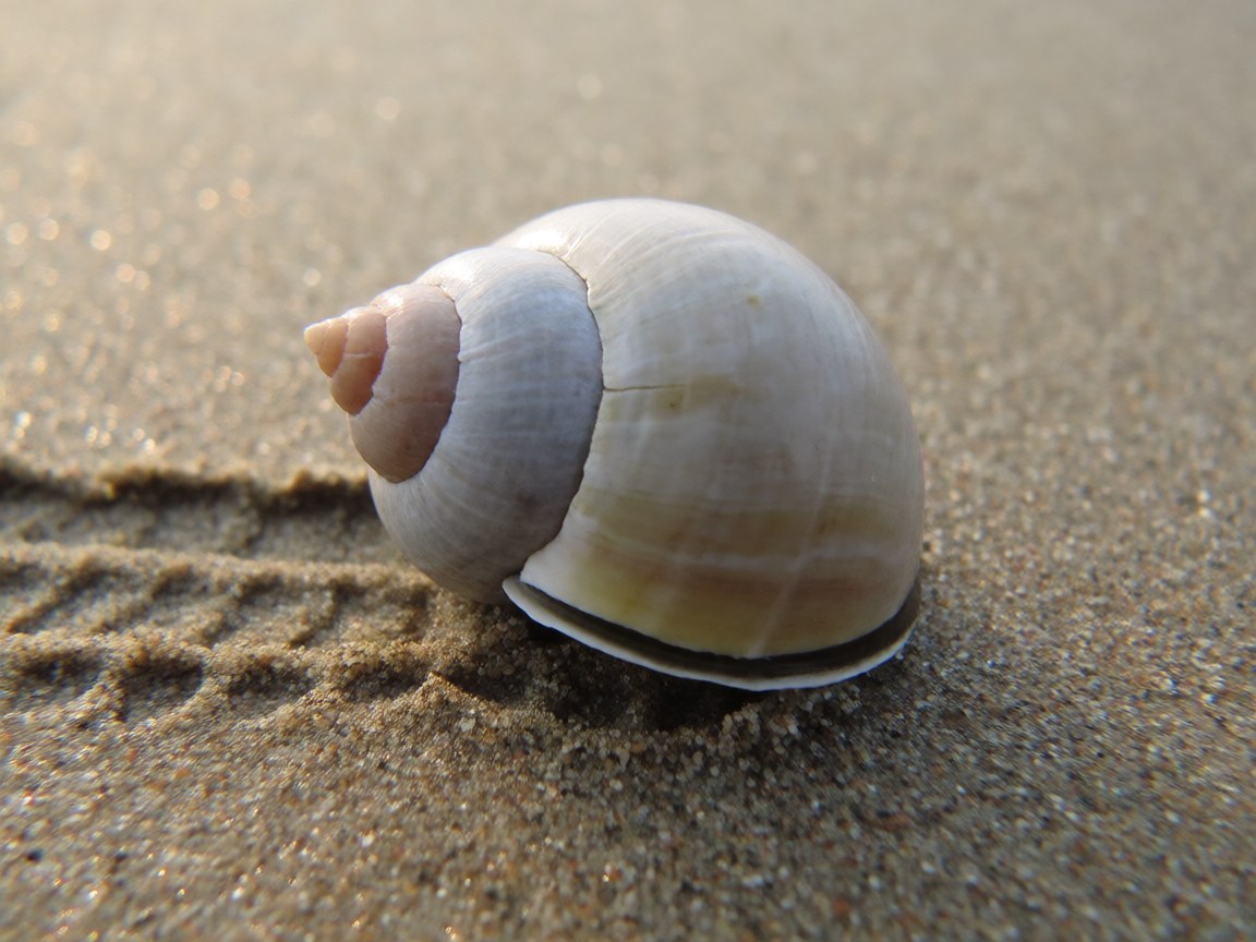Euspira catena | Common Moon Snail