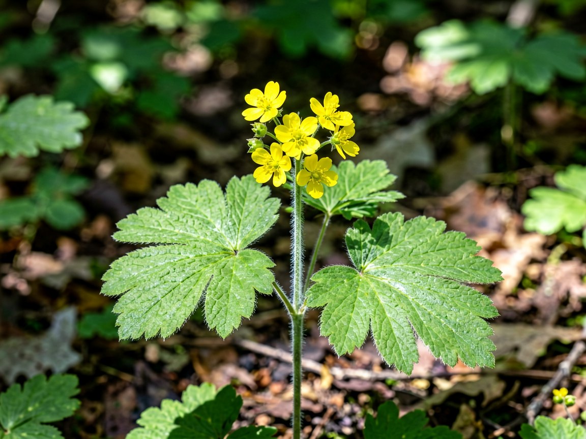 Geum urbanum | Wood Avens