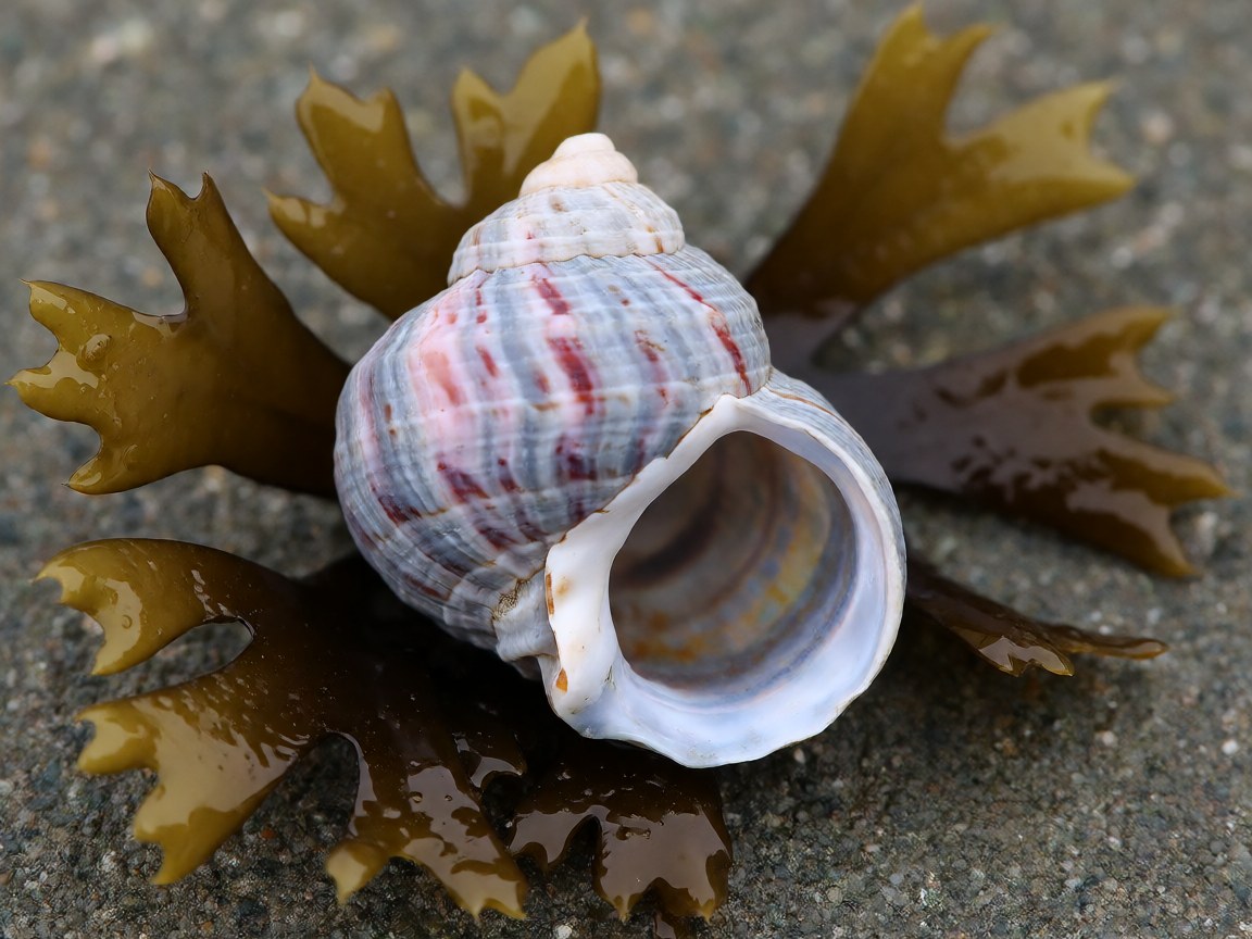 Gibbula cineraria | Grey Top Shell