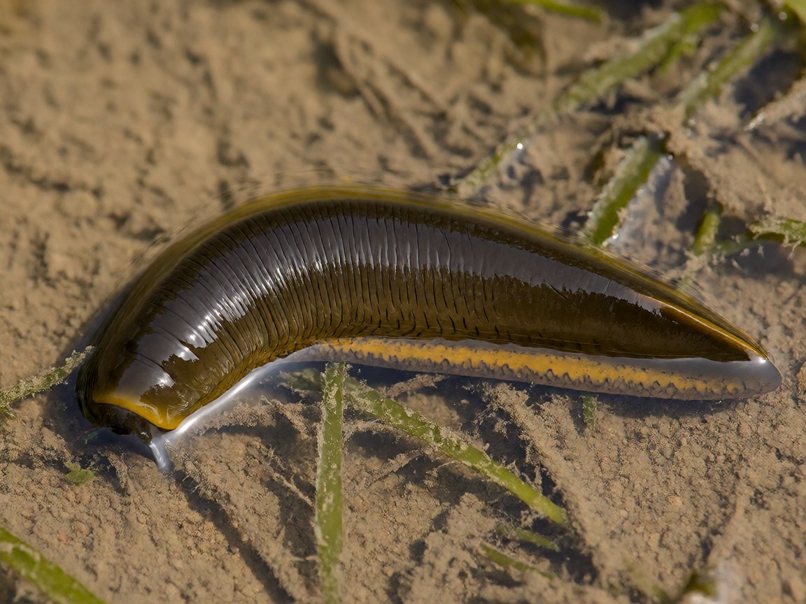 Haemopis sanguisuga | Horse Leech