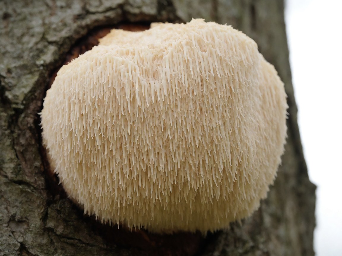 Hericium erinaceus | Lion's Mane