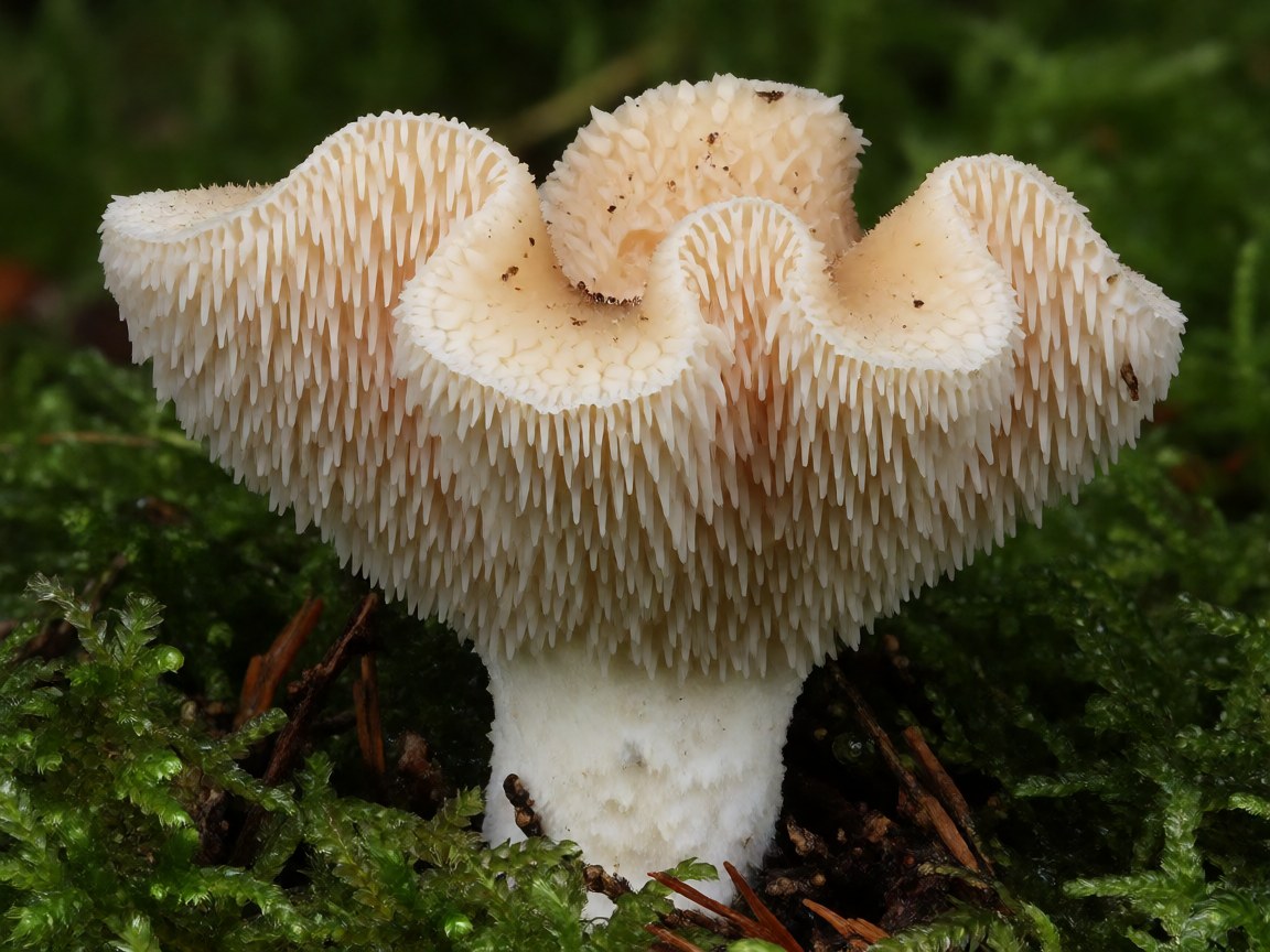 Hydnum repandum | Hedgehog Fungus