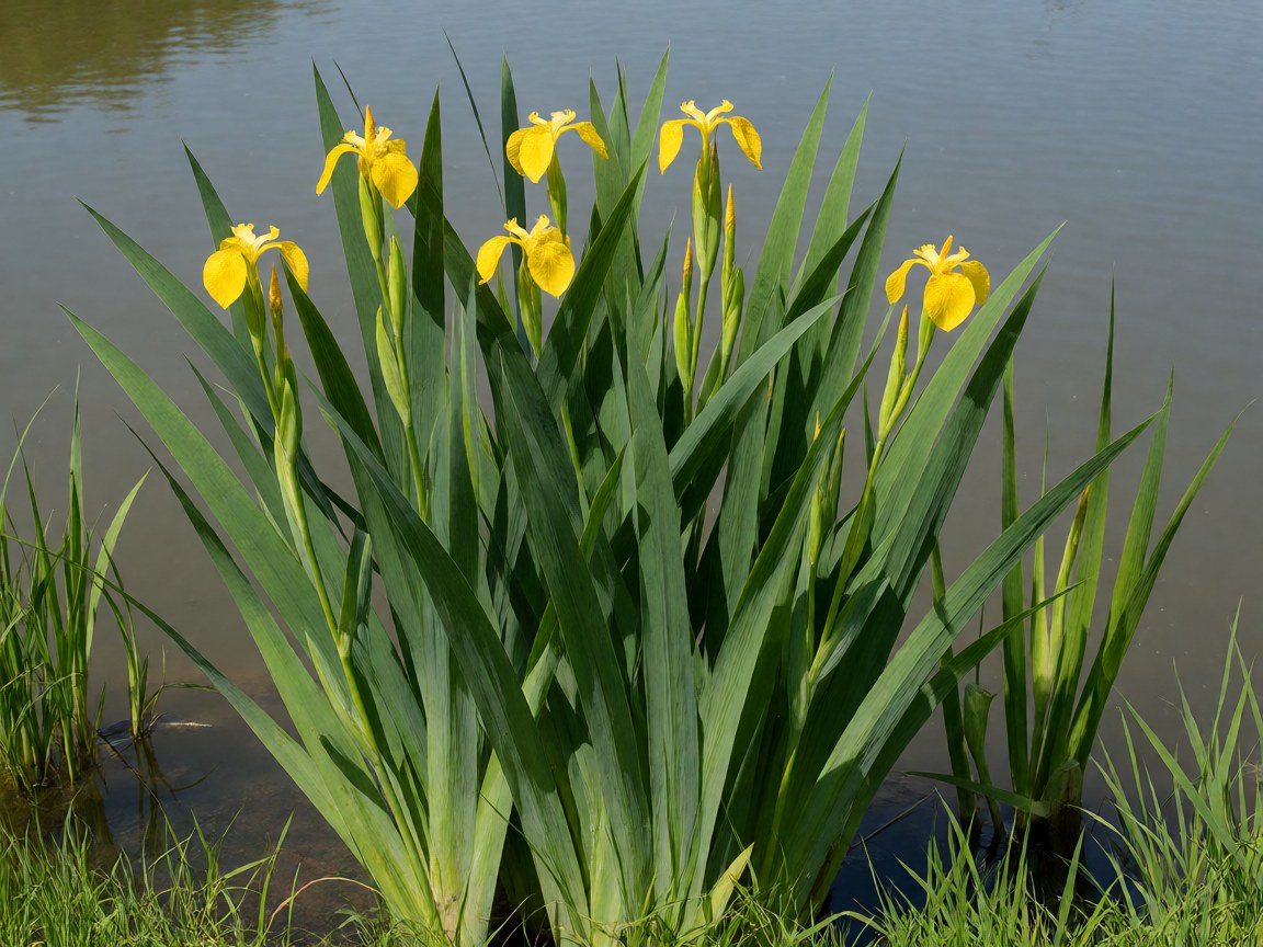 Iris pseudacorus | Yellow Iris