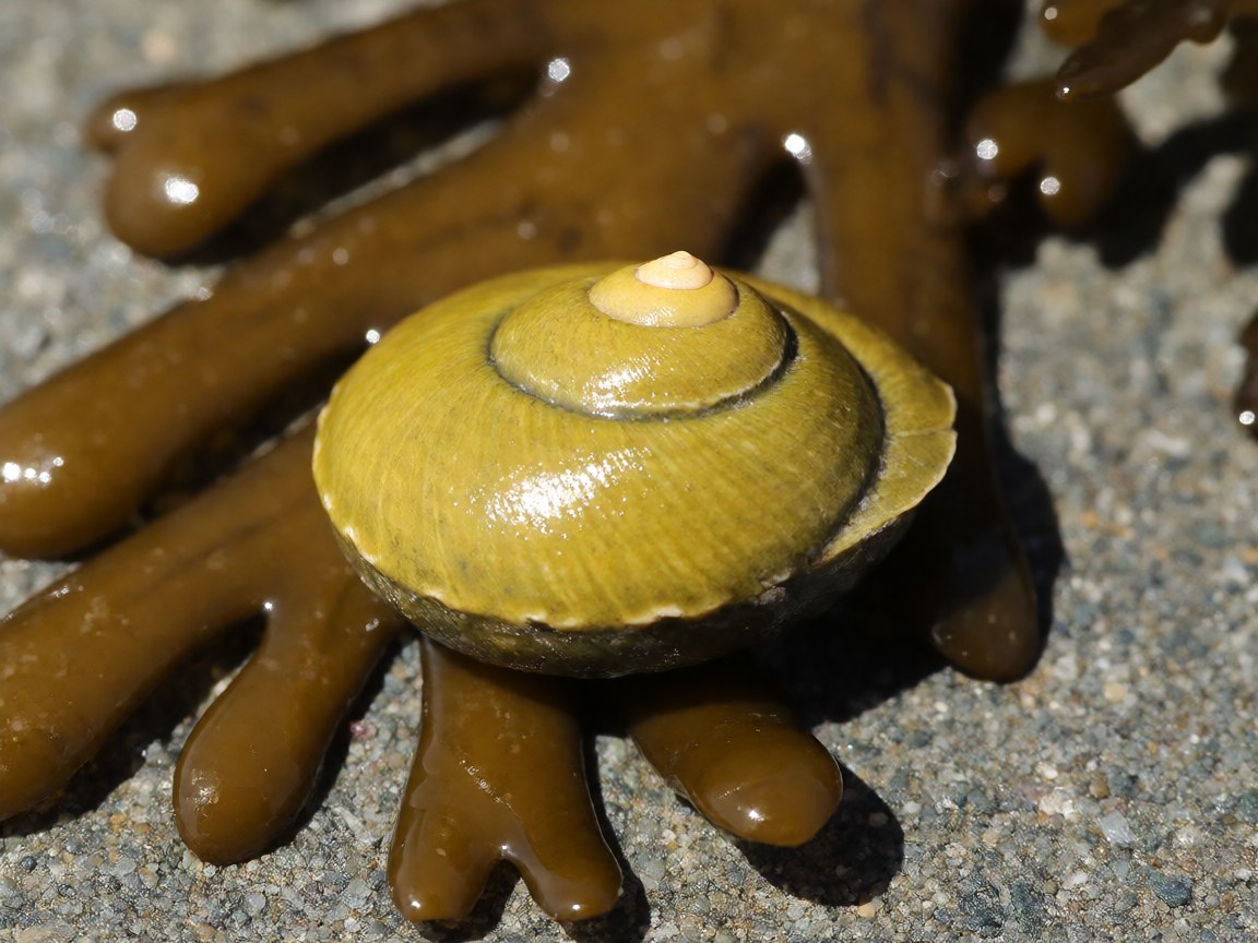 Littorina obtusata | Flat Periwinkle