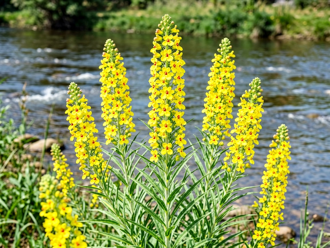 Lysimachia vulgaris | Yellow Loosestrife