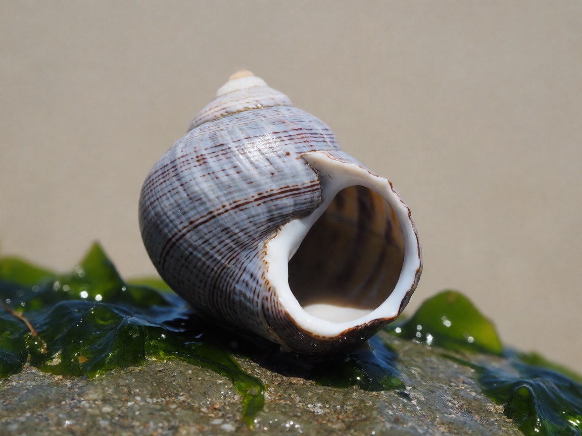 Monodonta lineata | Toothed Top Shell