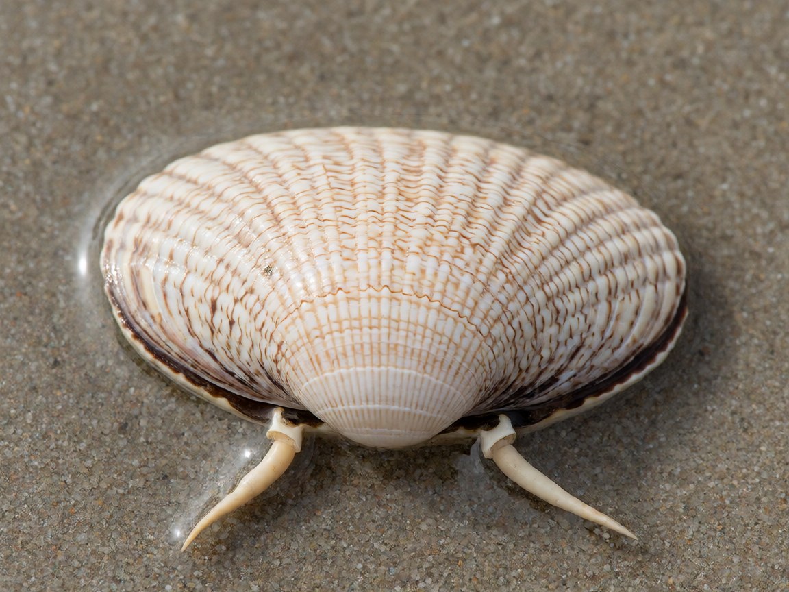 Ruditapes decussatus | Grooved Carpet Shell