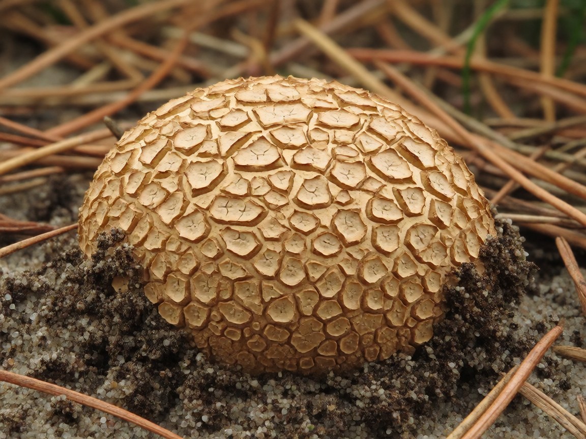 Scleroderma citrinum | Common Earthball
