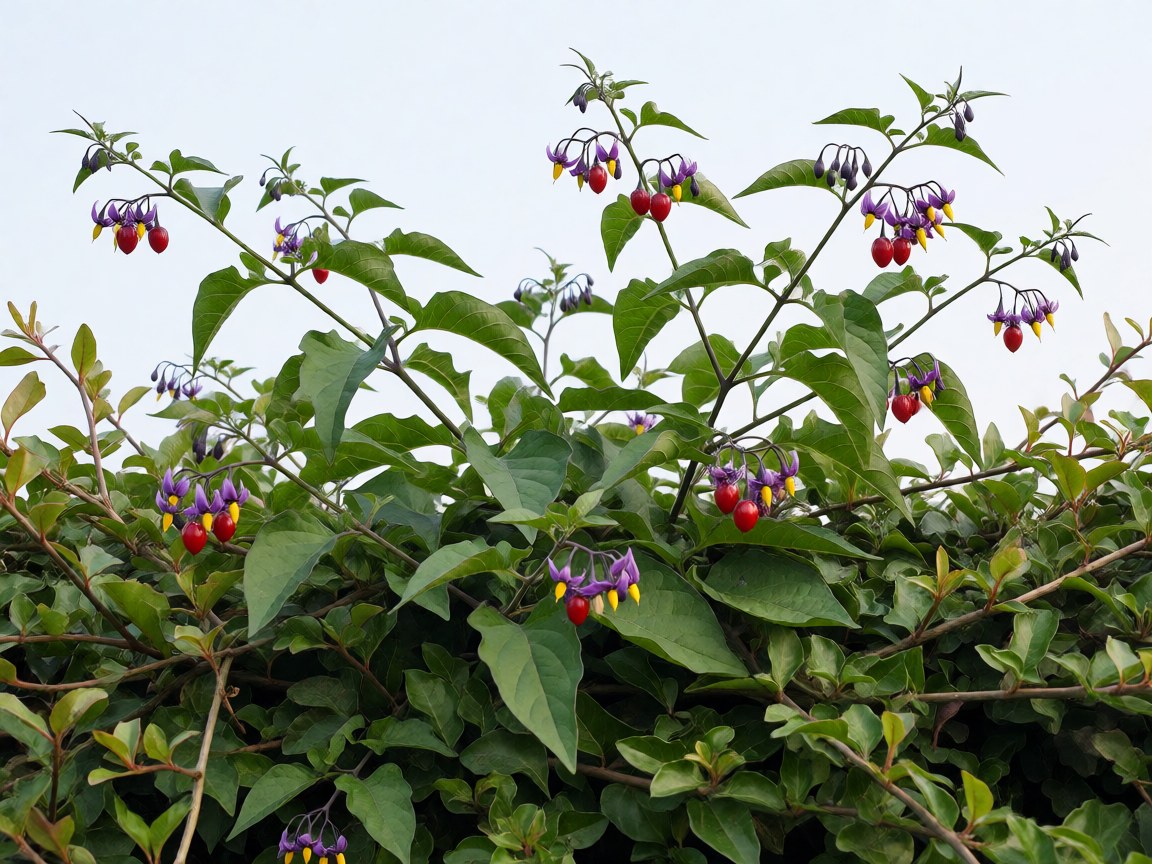 Solanum dulcamara | Bittersweet