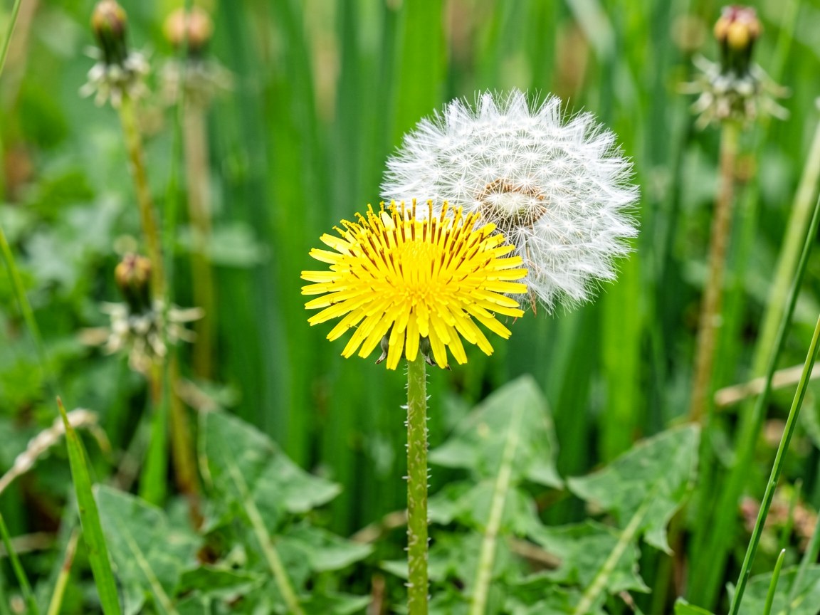 Taraxacum officinale | Dandelion