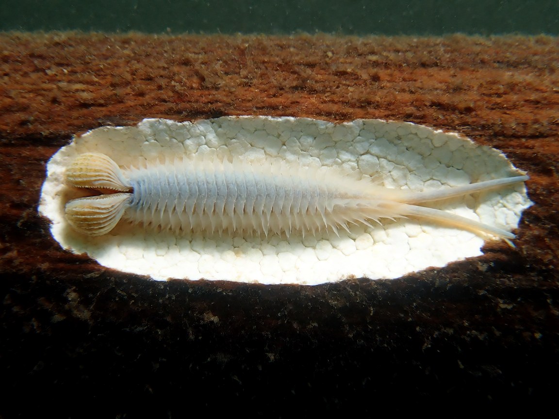Teredo navalis | Shipworm