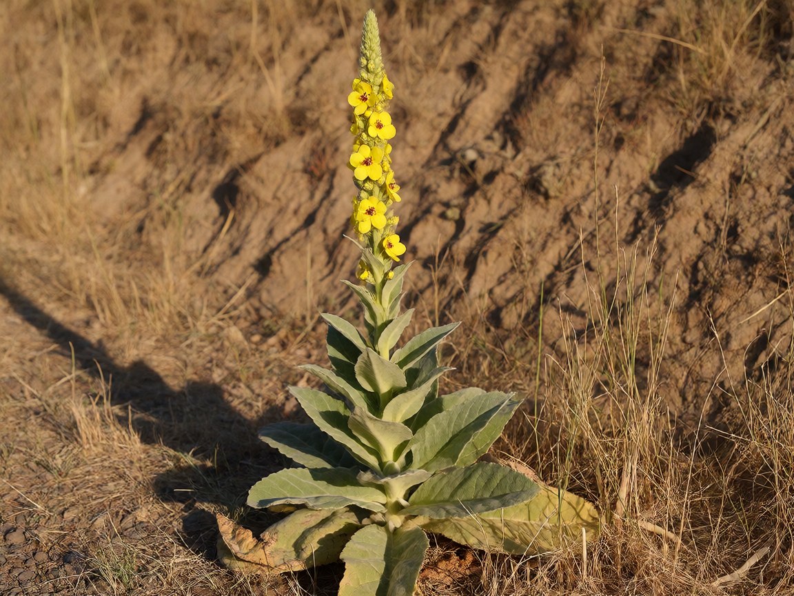 Verbascum thapsus | Great Mullein