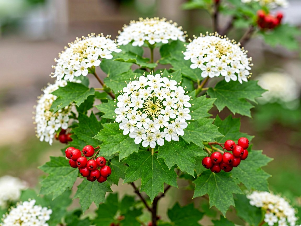 Viburnum opulus | Guelder Rose
