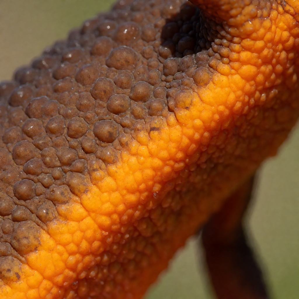 Close-up of a rough-skinned newt on damp forest floor, showing the grainy brown back and the bright orange underside