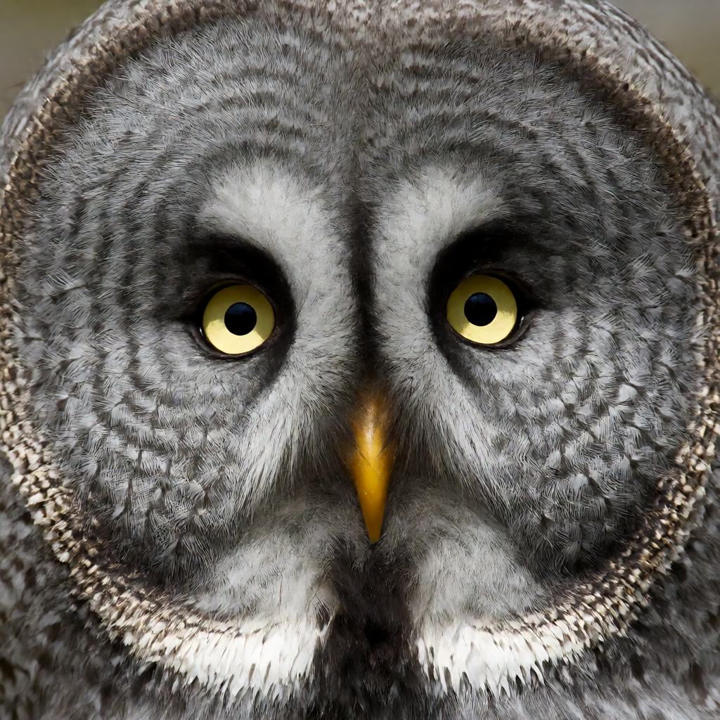 Front view of a great grey owl in boreal forest, showing the wide grey facial disc, no ear tufts and the small yellow eyes