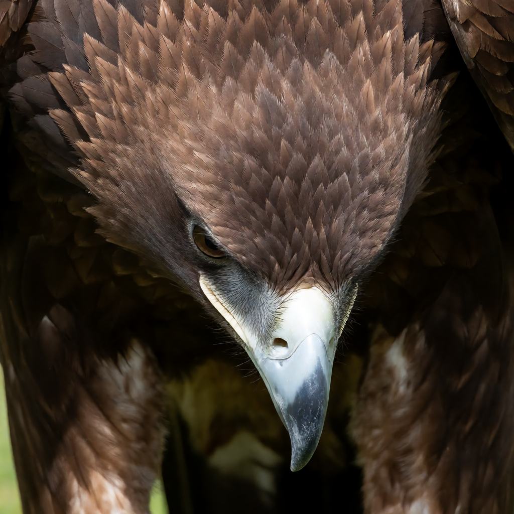 Side view of a wedge-tailed eagle in flight over inland Australia, showing the long fingered wings and the wedge-shaped tail