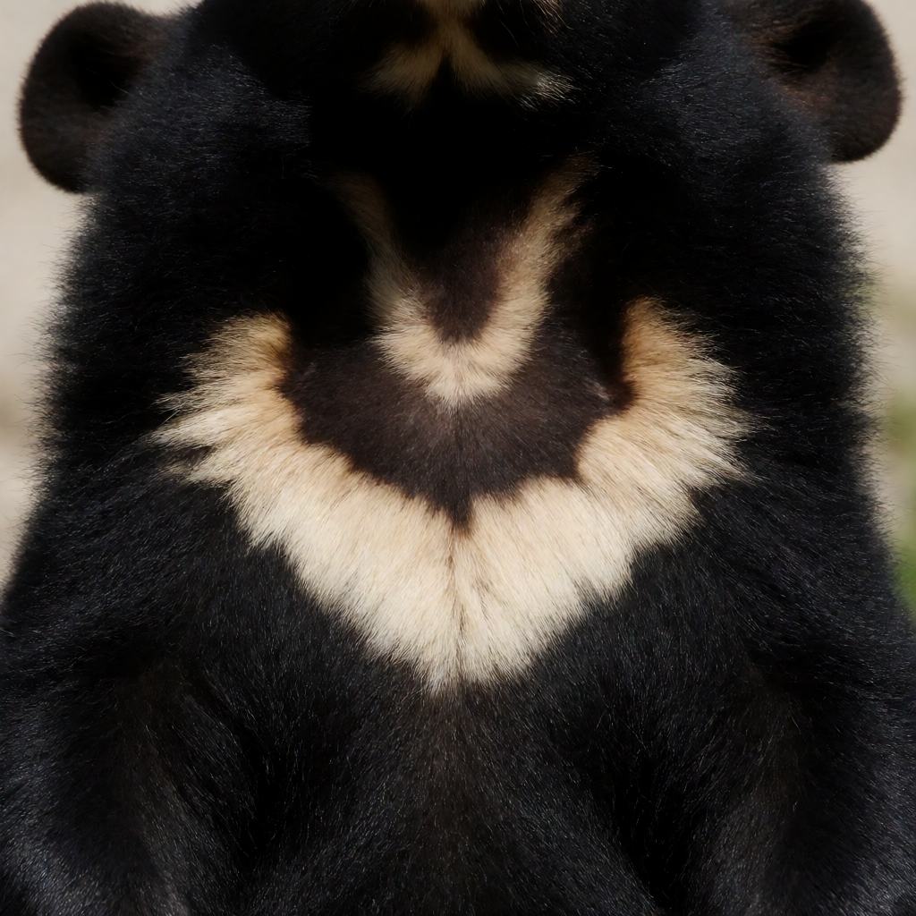 Side view of an Asian black bear climbing a tree in hill forest, showing the black shaggy fur, the cream chest crescent and the curved claws