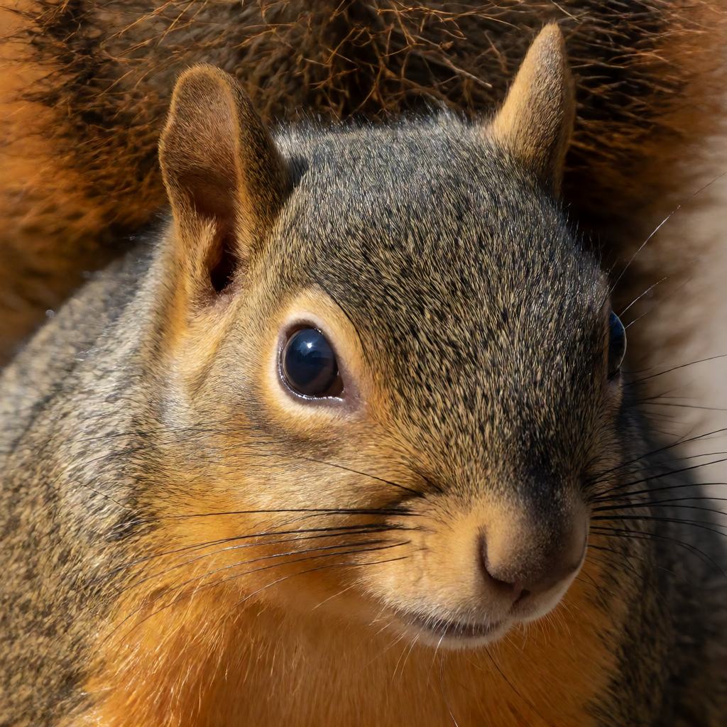 Side view of a fox squirrel on an oak branch, showing the rusty orange belly, the full bushy tail and the short rounded ears